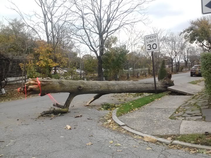 Mount Vernon public schools will be closed tomorrow due to the ongoing power outage and fallen trees like the one on Parkway South by Claremont Avenue.