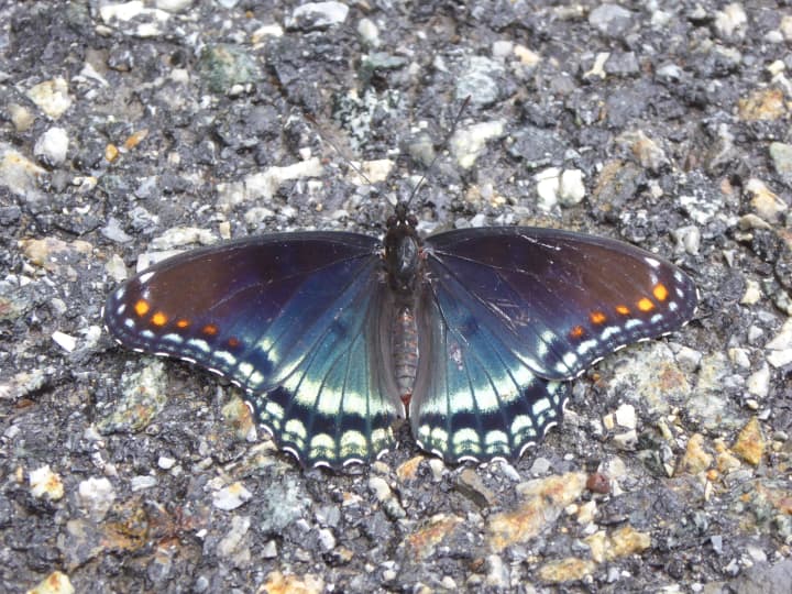 A Red-spotted purple butterfly.