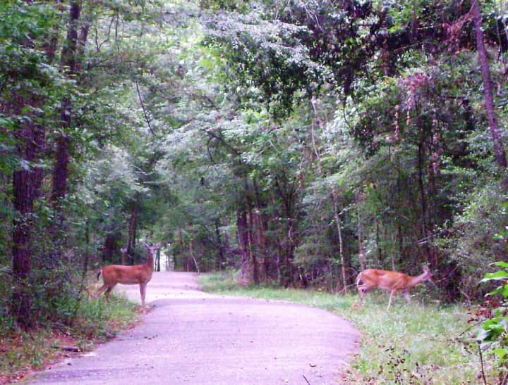 Ubiquitous in the fall -- and difficult to spot on the road -- deer are on the run during their mating season, which happens from now through December.