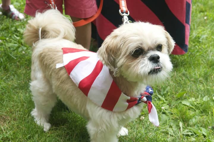Keep your pets happy and safe this Fourth of July weekend.