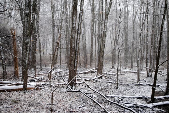 Ten days after Hurricane Sandy hit Cortlandt, snow began falling on downed trees in the woods off Maple Avenue. 
