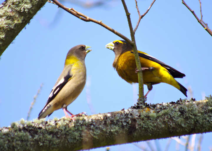Evening grosbeaks are among the more unusual bird species spotted in the region in the aftermath of Hurricane Sandy.