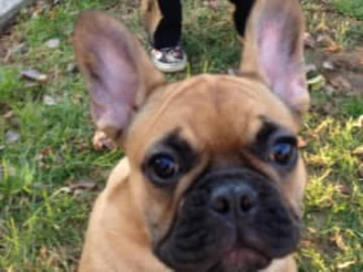 Louie, a French bulldog, has gone missing in Norwalk.