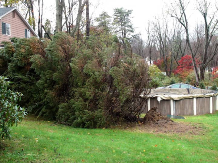 A tree was uprooted on Hyatt Street in Yorktown following Hurricane Sandy.