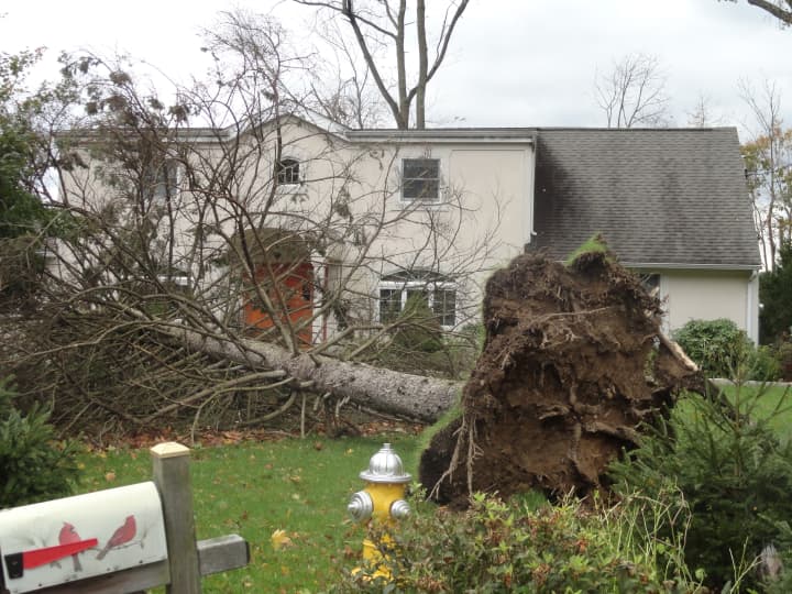 Thirty-five homes in Mount Pleasant were damaged by fallen trees, such as this one in Thornwood.