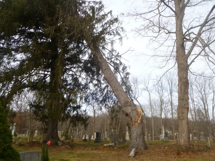 A fallen tree at Aspetuck Cemetery on Black Rock Turnpike will be cut down Saturday.
