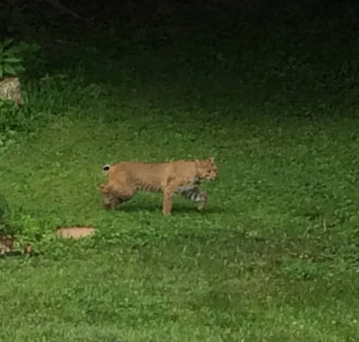 Town of Mount Pleasant Councilman Nicholas DiPaolo said he spotted the bobcat about 3 p.m. on Sunday in his backyard at 140 Warren Ave.