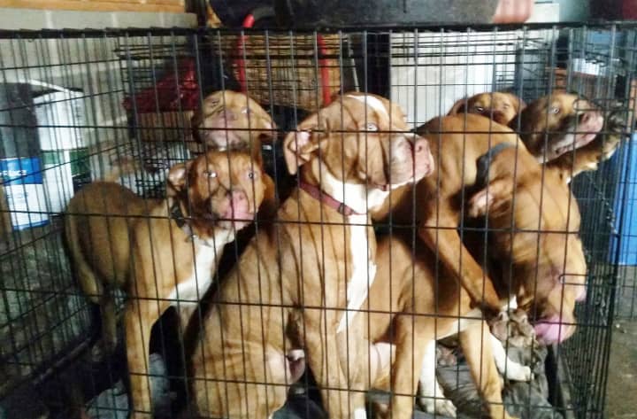 The SPCAs Humane Law Enforcement (HLE) Unit of Westchester rescued seven puppies from a Buchanan home on July 20.