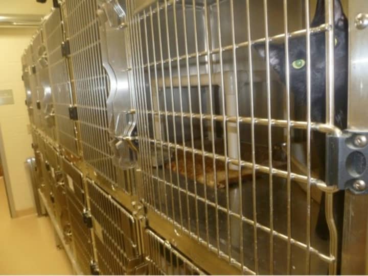 The cat kennel at the Greenwich Animal Control shelter. 
