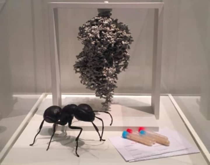A temporary display at the Bruce Museum showing an aluminum cast of a fire ant nest, a 20x model of the Eastern carpenter ant, and a collection kit for the School of Ants Citizen Science project.