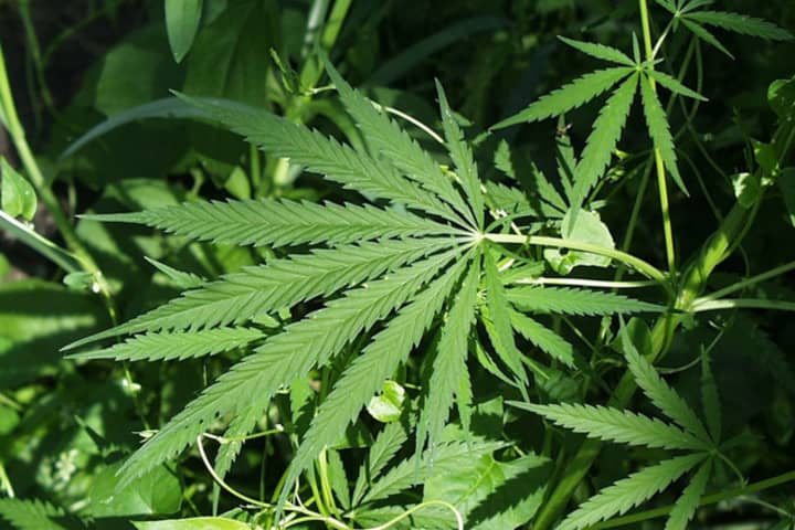 Two companies were granted licenses to dispense medicinal marijuana in Westchester County.