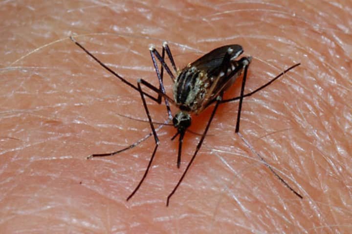 More mosquito samples have tested positive for West Nile on Long Island.