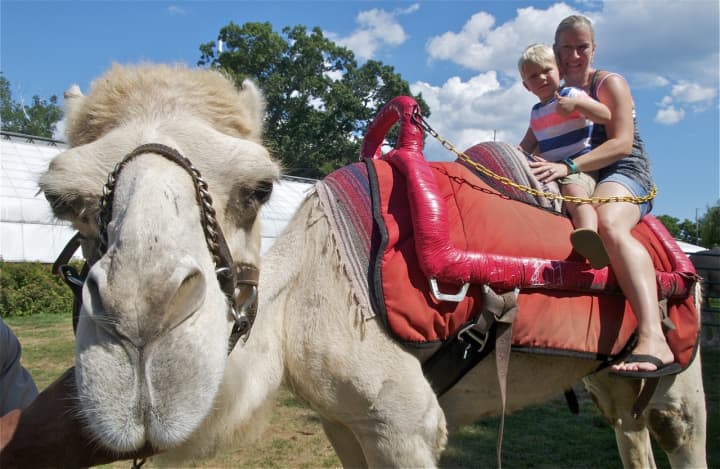 Kristin Gryga and 4-year-old Kyle, ride Gabriel the camel at the Beardsley Zoo.