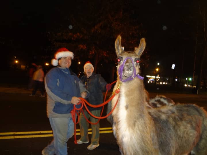 A llama is marched through downtown Yorktown for the first annual Holiday Lights Parade Spectacular .