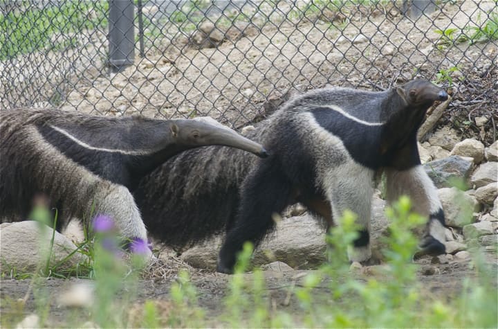 Pana and EO are the newest animals at the Beardsley Zoo in Bridgeport. 