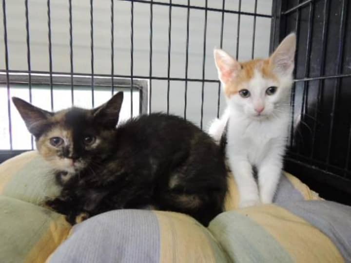 These kittens will be up for adoption Saturday during Clear the Shelter Day. 