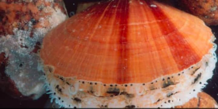 Milford Laboratories is hoping to re-introduce Atlantic sea Sscallops to the Long Island Sound
