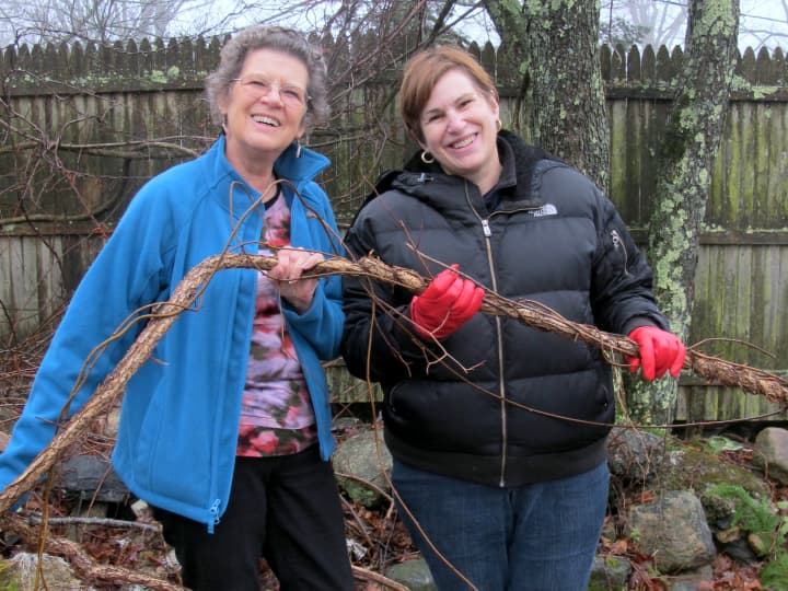 Carolynn Sears, left, and Marilyn Shapiro-Lowell hold a bittersweet vine, an invasive species found throughout Pound Ridge.