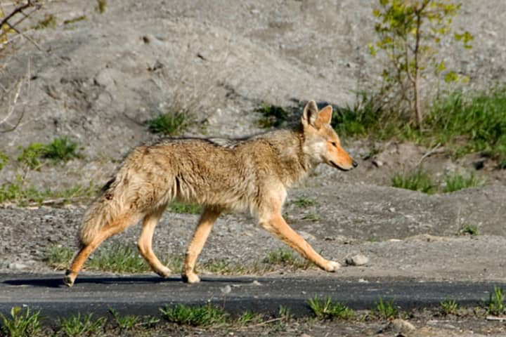 Two dogs were attacked this week by coyotes in New Castle. Police are warning residents to keep an eye on their pets and to secure their yards. The above recent photo shows an unrelated coyote.