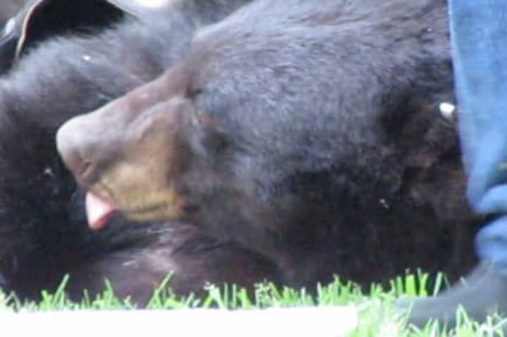 A black bear wandering in downtown Greenwich is one of the town&#x27;s top stories of 2012.