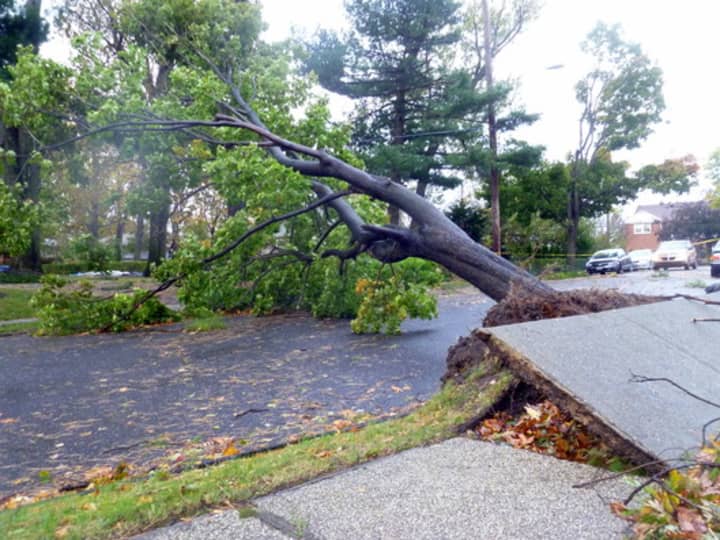 Yonkers officials have issued an RFP for professional tree services after Superstorm Sandy added to a backlog of more than 2,000 requests. 