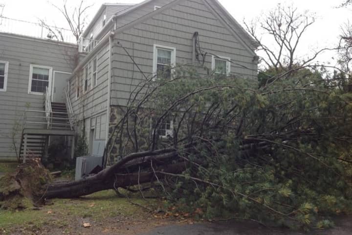 A tree that fell during Hurricane Sandy covers the property of the Rye Arts Center. 