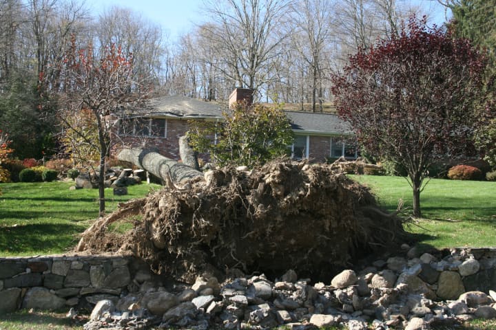 Sandy uprooted a tree on Somers&#x27; Primrose Street in October.