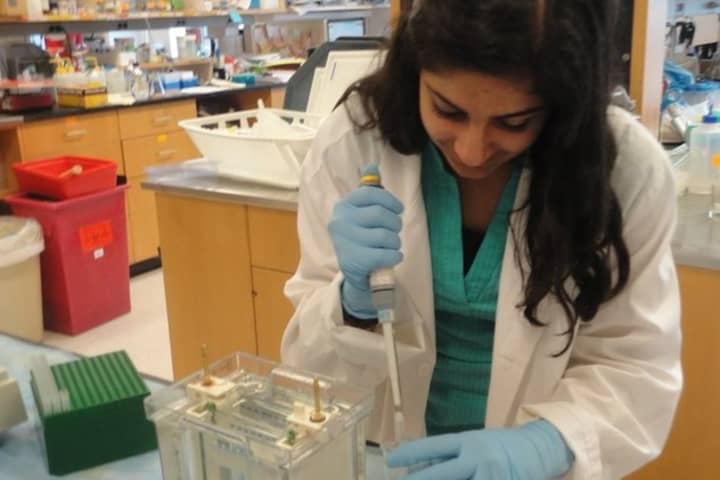 Ossining High School senior Sania Khalid conducted research in a neurobiology lab at Mount Sinai School of Medicine.	