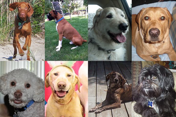 Somers dogs, clockwise from top left, Sadie, Cassius, Chicklet, Melo, Petey, Violet, Jake and Kosmo.