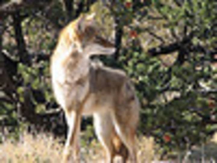 Aggressive coyote spottings in Weston forced the closing of two Aspetuck Land Trust parks in August.