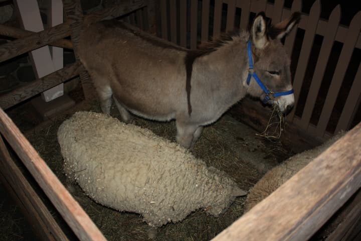 A donkey and two sheep at the Eastchester Community Church&#x27;s live nativity Christmas event patiently await their curtain call outside the main doors of the church. 