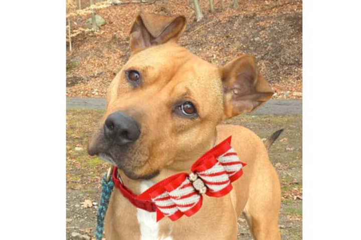 Taffy, a pit bull mix, is one of many adoptable pets available at the Putnam Humane Society in Carmel.