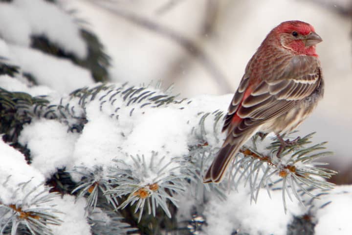 Visit Somers&#x27; Muscoot Farm Sunday and learn which birds fly south for the winter and which ones stay in the North.