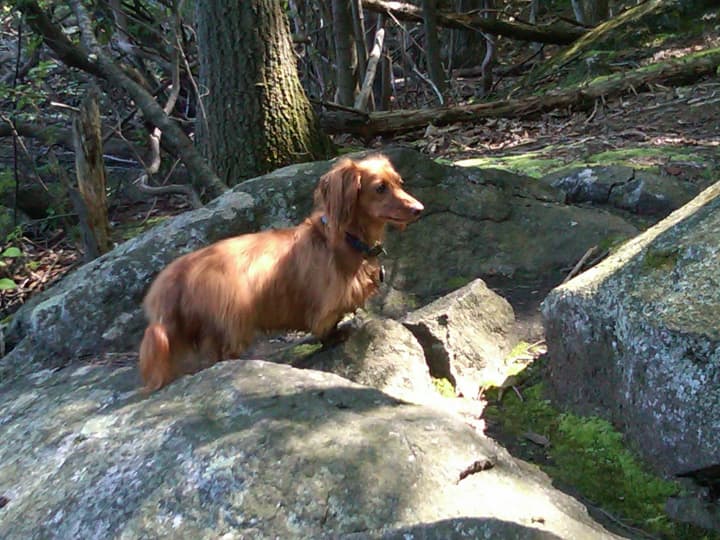 Patapouf, a 4-year-old male dachshund, was lost at the Blue Mountain Reservation on Saturday. A reward is available upon the dog&#x27;s return.