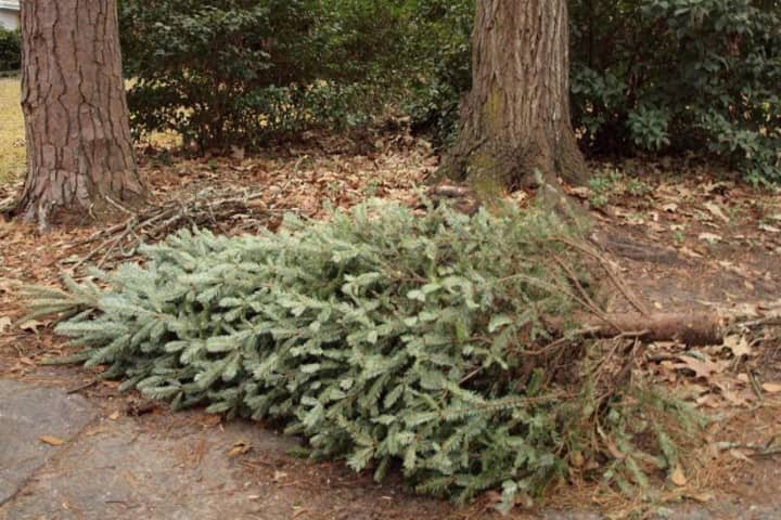 Christmas trees should be placed curbside without ornaments or wrapping for collection in Fairfield the next few weeks.