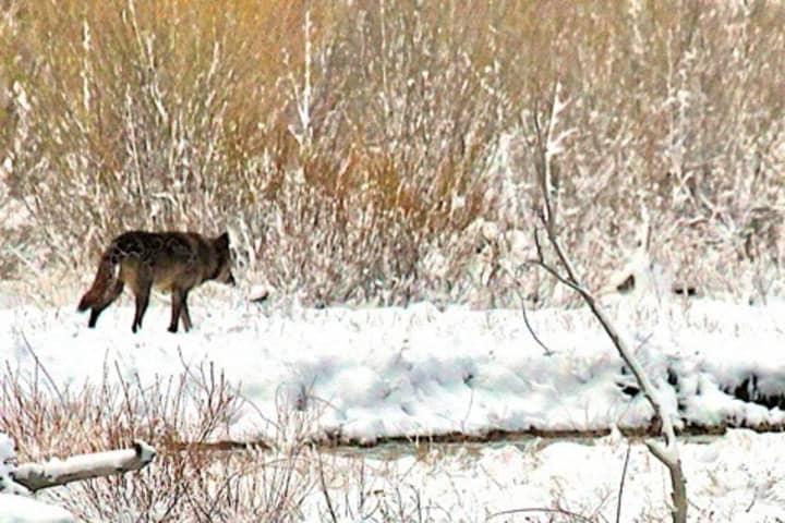 The Wolf Conservation Center will host its &quot;Winter Wolves&quot; program this weekend.