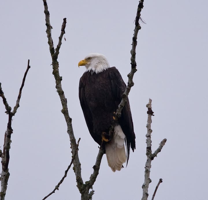 Bald eagles are beginning to roost near the Hudson River.