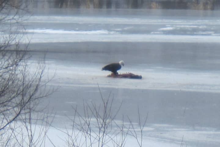 Bald eagles were sighted at North Salem&#x27;s Titicus Reservoir.