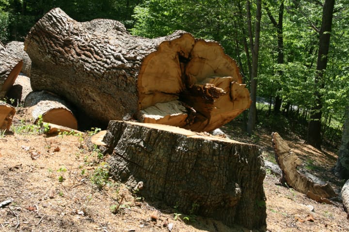 A tree was cut down without a permit in the Greenbriar section of Somers.