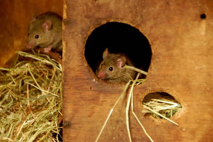 Pest control agencies said calls about rodents have increased more than 10 percent in Westchester since Hurricane Sandy.