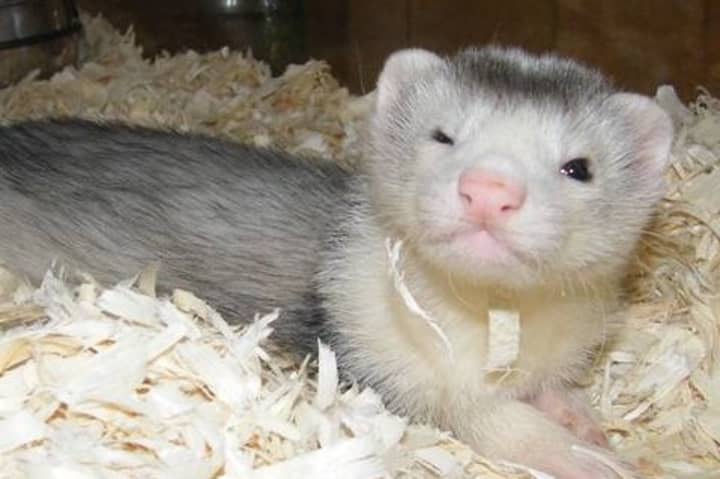The Darien Nature Center is accepting suggestions on what to name its new baby boy ferret.