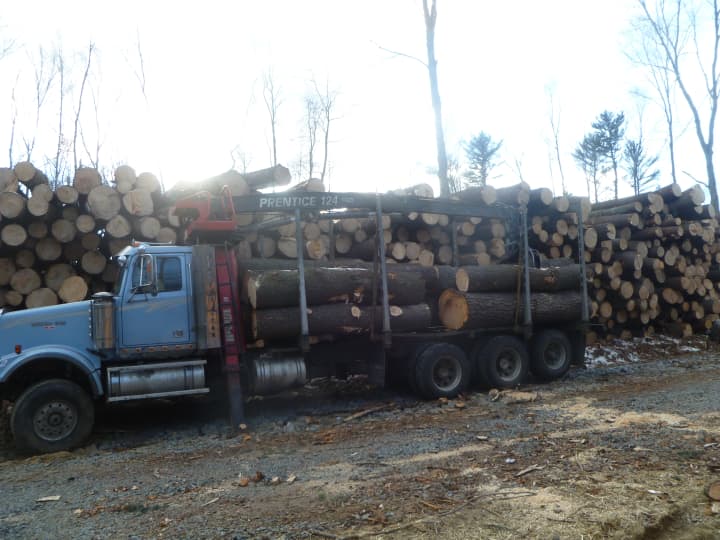 Downed trees in Easton&#x27;s Centennial Watershed State Forest from Hurricane Sandy are being shipped to a Canadian saw mill.
