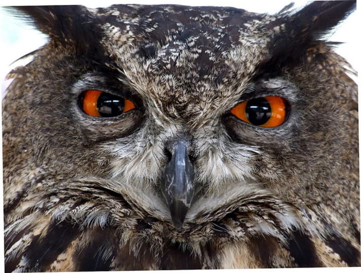 Check out the Sawmill River Audubon&#x27;s &quot;Owl Prowl&quot; this weekend. 