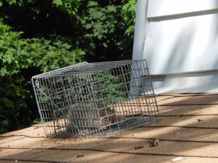 Armonk residents are finding more squirrels in their homes since Hurricane Sandy.