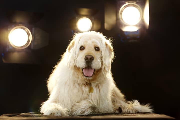 Mount Kisco-based celebrity pooch Bocker the Labradoodle will bring joy to the children of Newtown Saturday at &quot;Take Your Child to the Library Day.&quot;