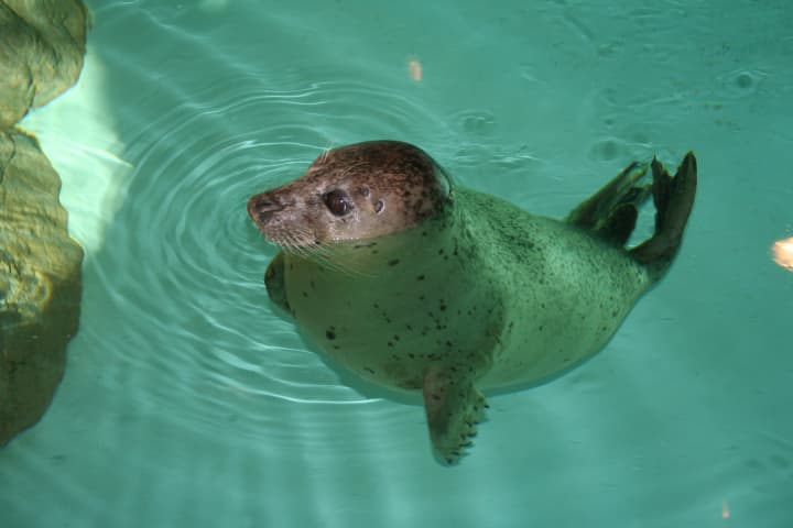 Orange, a harbor seal like the one pictured above, will have a chance to predict the winner in Sunday&#x27;s Super Bowl battle between the Baltimore Ravens and the San Francisco 49ers.
