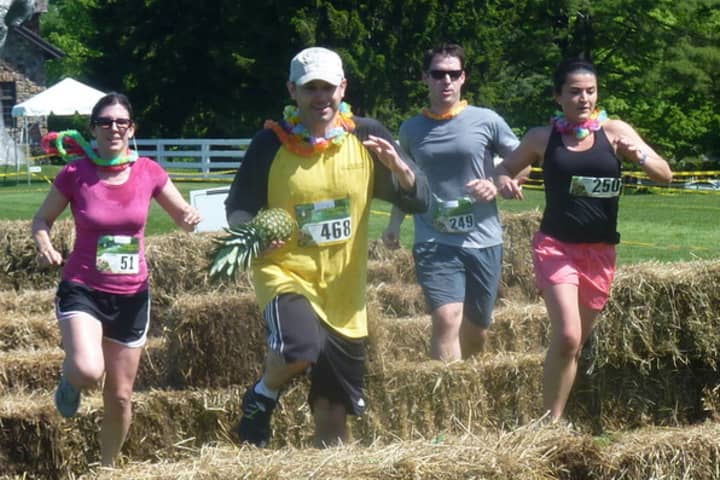 Runners make their way over hay bales during the Pineapple Race With Obstacles last May in Greenwich.