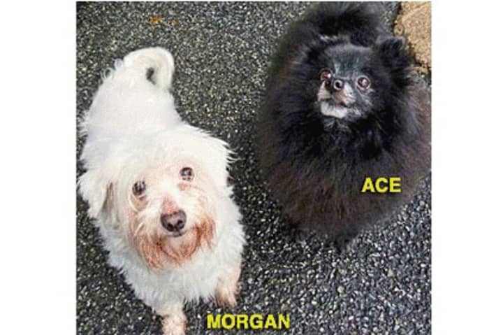 Morgan, a maltese, and Ace, a pomeranian, are among the many adoptable pets available at the Putnam Humane Society in Carmel.