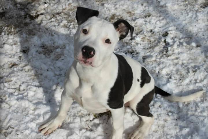 Mason, a 5-month-old bully breed mix, is available for adoption through Wesptort Animal Shelter Advocates.