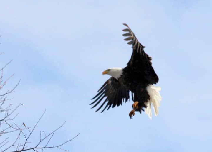Check out Teatown&#x27;s Eaglefest 2013 at Croton Point Park, this weekend. 